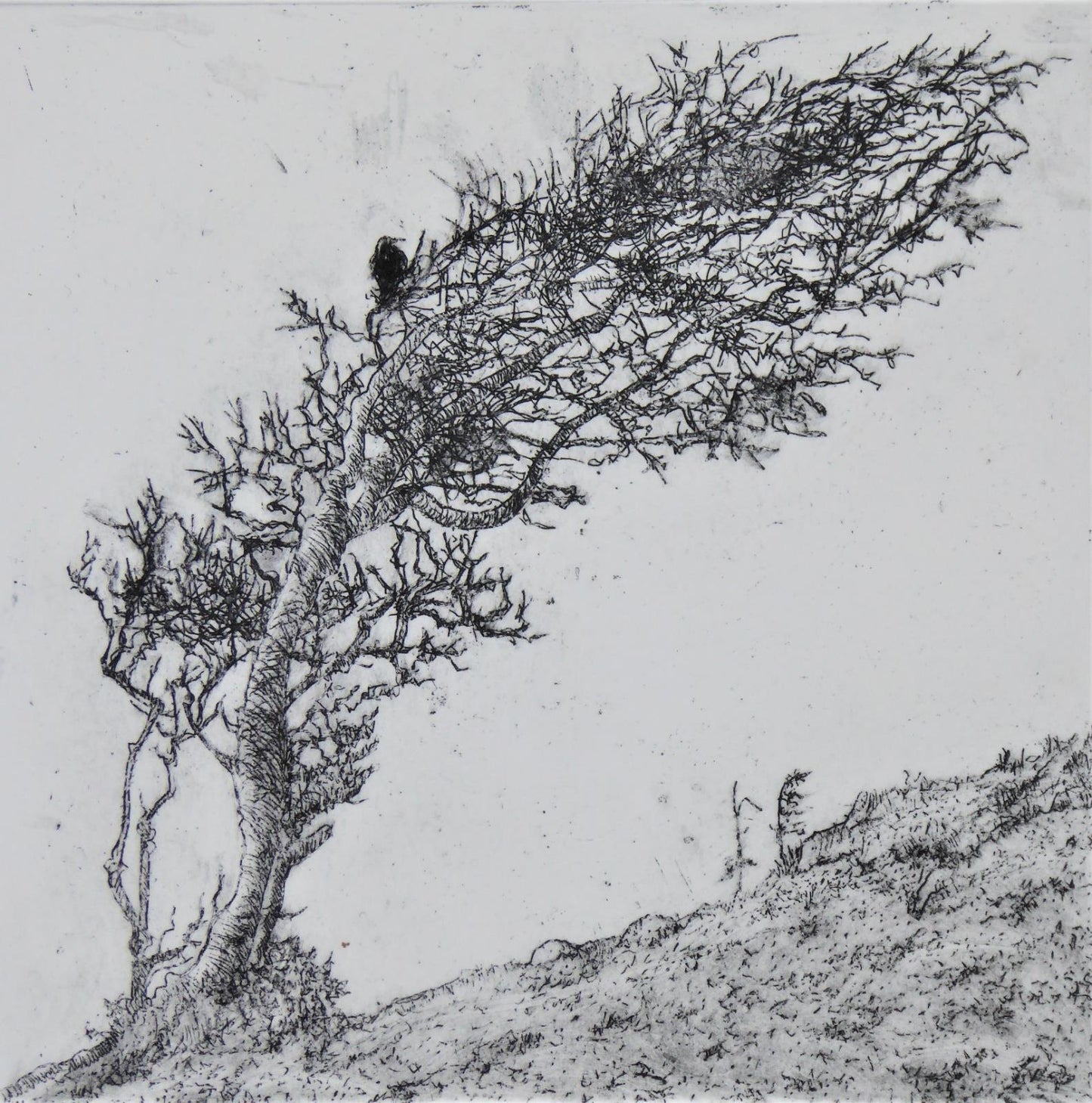 Richard Foster: Bird in the Bush