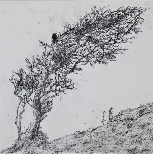 Richard Foster: Bird in the Bush